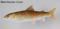 World Trout-Manchurian trout 滿州鱒