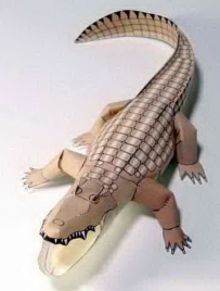 Alligator 鱷魚