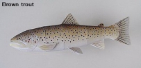 World Trout-brown trout 棕鱒