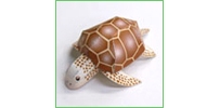 兒童紙模系列046 - 海龜(ウミガメ)