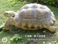 蘇卡達象龜