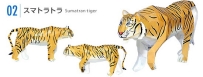 Panthera tigris sumatrae 蘇門答臘虎