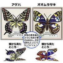 蝴蝶標本