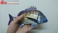 【作品分享】黑鯛魚(吳郭魚)