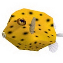 熱帶魚-ミナミハコフグ幼魚