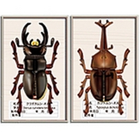昆蟲標本盒