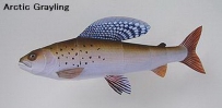 World Trout-Arctic Grayling 北極茴魚