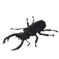 日本大甲蟲