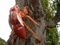 Cicada Husk