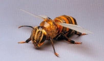 義大利 蜜蜂 Western Honey Bee