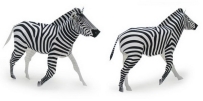 Zebra 斑馬