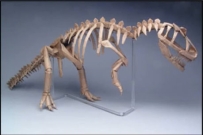 恐龍骨骼摺紙