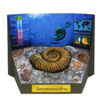 fossil-ammonite/鸚鵡螺化石