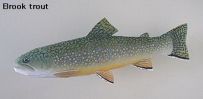 World Trout-brook trout 溪紅點鮭