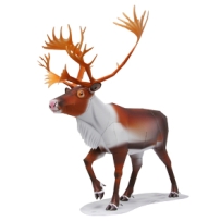 reindeer/馴鹿