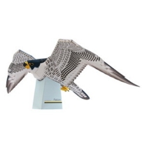 紙動物園 ：隼鳥Animal Papercraft - Falcon