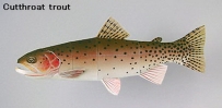 World Trout-Cutthroat trout 切喉鱒