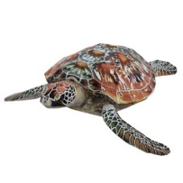 綠蠵龜Green sea turtle 緣海龜