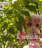 【自设计】櫻初音第二彈，外攝屬性