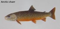 World Trout-arctic charr 北極紅點鮭