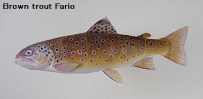 World Trout-brown_fario