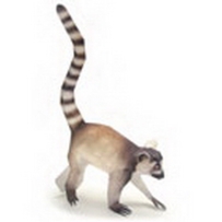 LEMUR