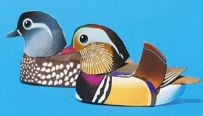 Mandarin Duck