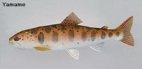 World Trout-yamame 山女魚