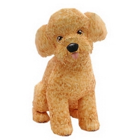 Toy Poodle