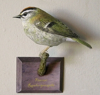 Amazing Firecrest Bird