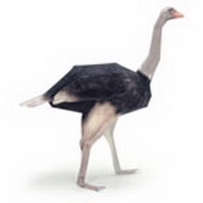 OSTRICH