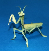 Mantis