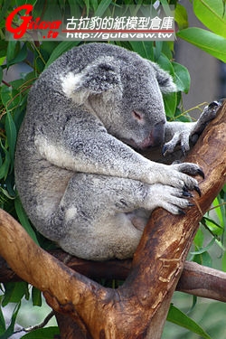 250px-Sa-sleeping-koala.jpg